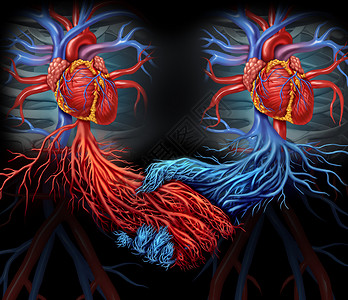 健康协议医疗与两颗人的心,红色蓝色的动脉连接,手器官献血解决方案的象征背景图片
