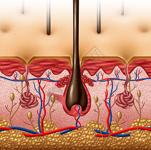 功能表皮肤解剖图的与人体体表器官的横截以毛囊红蓝血管为保健解剖功能的医学标志背景