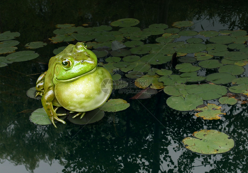 沟通技巧只绿色的青蛙发出声音,喉咙躺天然淡水池塘的荷叶上,营销的象征,广告种商业图片