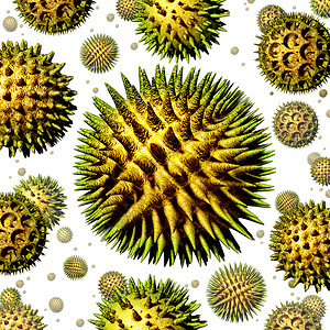 花粉粒开花植物空气中飞行的微观机授粉颗粒,季节过敏花粉热过敏的保健标志图片