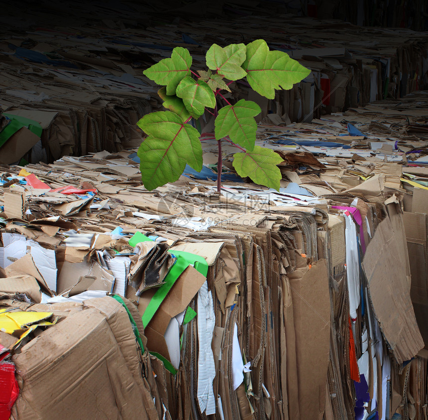 生态友好型树木可再生资源的,回收堆叠的压缩瓦楞纸板纸张与棵新的树苗用过的垃圾发芽,全球能源希望的隐喻图片