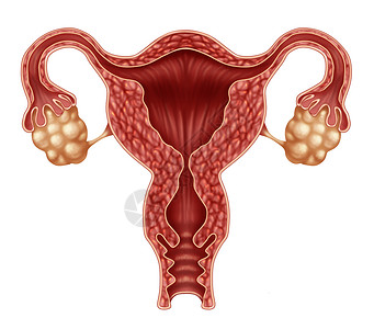 子宫卵巢以输卵管为人类女生殖,孤立白色背景上,生育生殖系统健康的象征背景图片