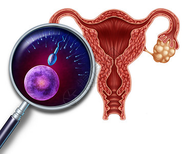 人类生殖系统子宫的横截,受孕受精过程中,用放大镜近距离观察卵子精子细胞,女男生育的医学象征背景图片