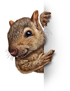 卡通松鼠松鼠着个空白的标志,现实的皮毛爪子,个友好的可爱毛茸茸的啮齿动物角色,抓住个广告牌的广告营销,个重要特殊背景