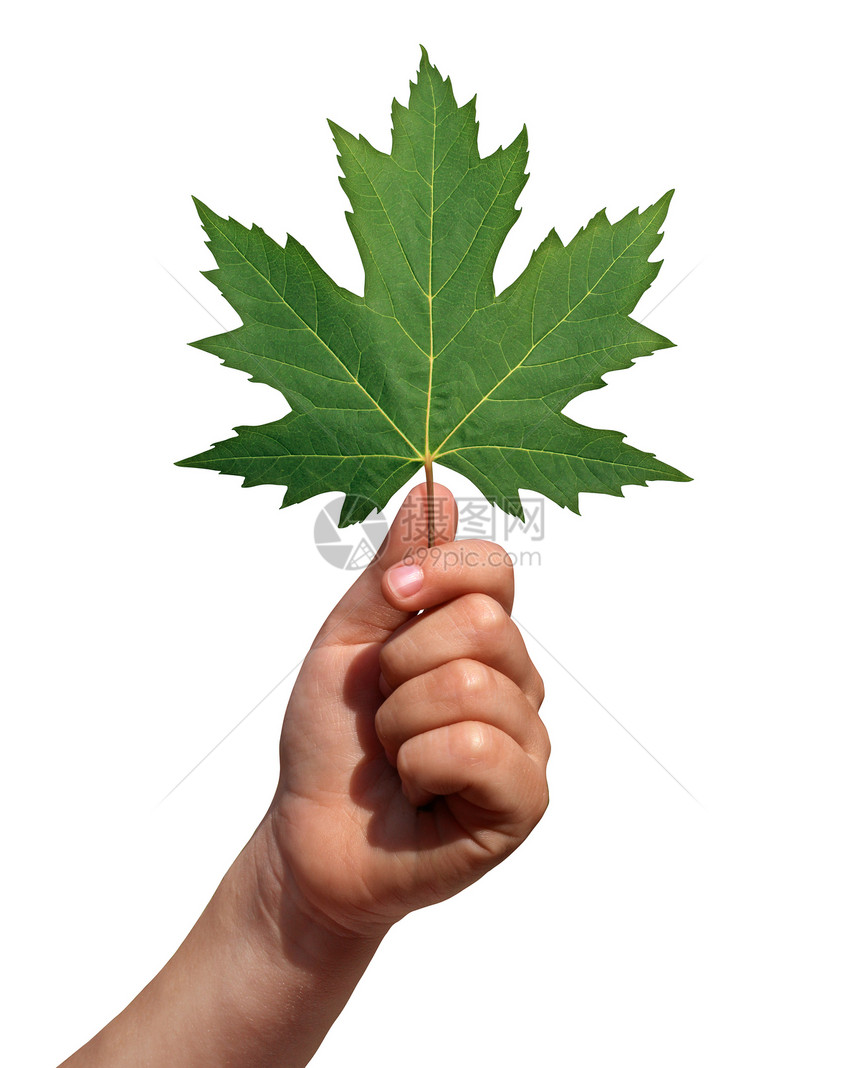 着片叶子成长发展的象征,用孩子的手举片绿色的枫叶来比喻白色背景上学发现想象图片