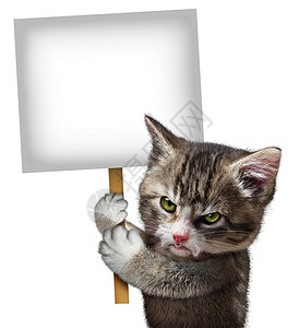 愤怒的猫着个空白的卡片标志,个恼羞成怒的可爱猫猫,愤怒的表情抗议传达个关于宠物护理的信息个白色背景背景图片