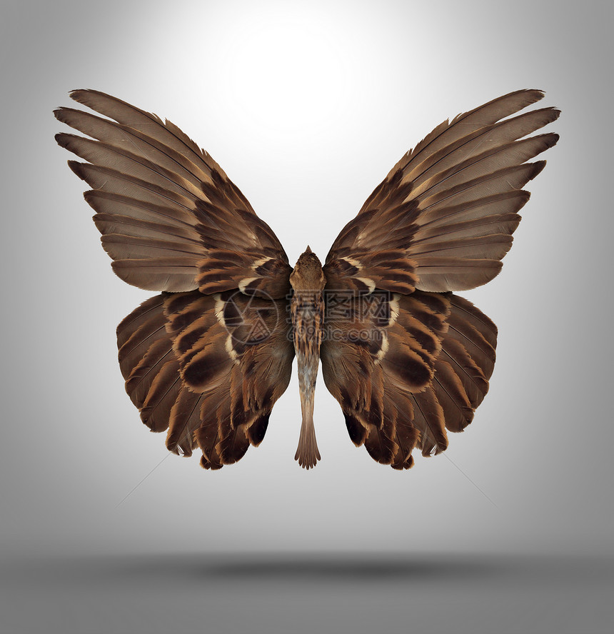 改变适应的与个开放的翅膀鸟形状为蝴蝶,个超现实的象征,新品种的创造思维自由的变化,以适应新的挑战,商业生活图片