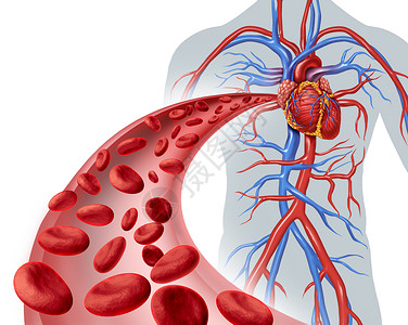 系统图血液心脏循环健康符号,红色细胞流经人体循环系统的三维静脉,代表个医学保健图标的心脏病心血管健康的白色背景背景