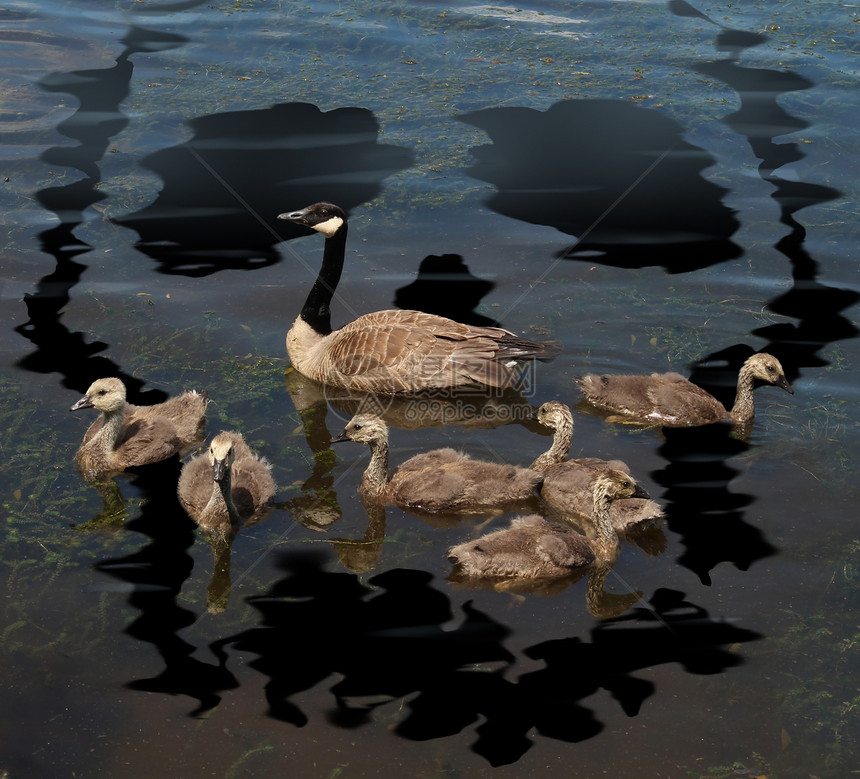 野生动物的危险动物保护的,个轻的家庭加大鹅个湖泊上被污染的石油泄漏,被塑造成死亡头骨的象征,自然环图片
