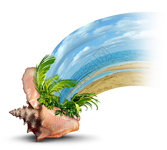 海螺学度假目的地旅行谎言的,个海洋海螺外壳与热带植物炎热的沙滩,阳光下个乐趣的象征,放松逃逸形状为波浪白色的背背景