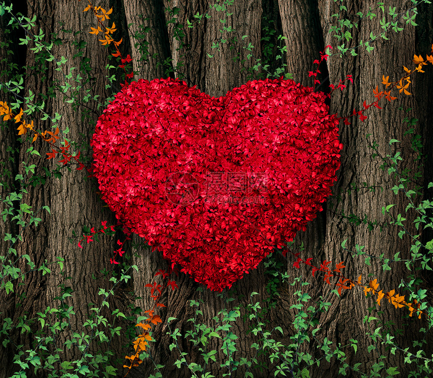 情人节红叶藤生长片天然的大树林中,形状呈心形,爱情浪漫的快乐庆祝象征图片