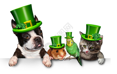 胖猫和仓鼠绿色宠物标志与只趣的猫,快乐的狗,可爱的仓鼠鹦鹉戴着春天的三叶草帽子,三叶草挂个水平的白色标语牌上,背景