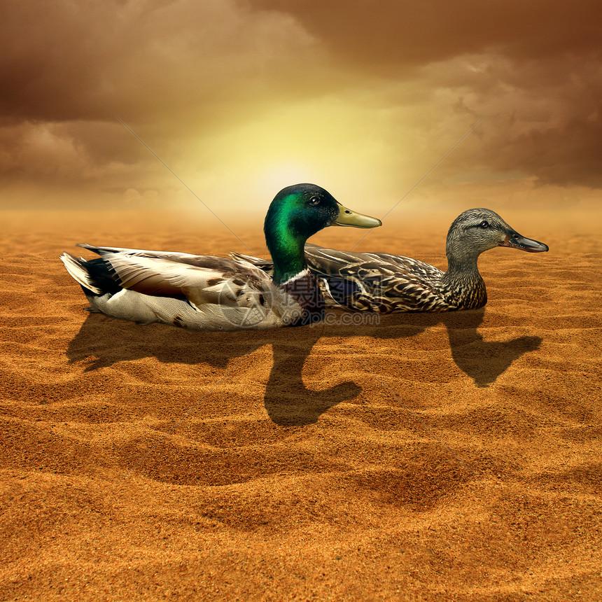 气候变化限的机会鸭子干燥炎热的沙漠中个糟糕的商业投资决策隐喻逆境生存斗争干旱象征全球变暖图片