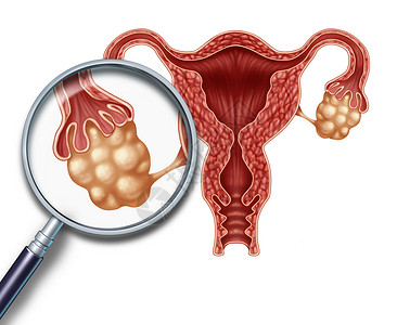 卵巢素材卵巢子宫与输卵管放大,白色背景上特写人类女生殖插图,生育生殖系统健康的象征背景