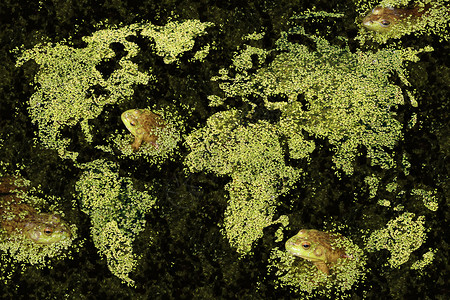 全球生境清洁绿色环境的世界保护与浮萍水生植物的地球与群青蛙池塘湖泊环境保护的象征背景图片
