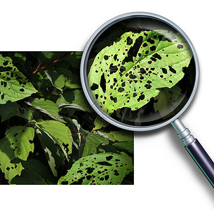 植物疾病的由花园害虫引的洞的叶片,如蠕虫昆虫幼虫,用放大镜靠近绿色的病叶图片
