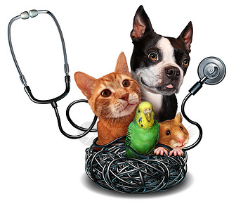 兽医护理宠物医学群驯养动物,猫狗仓鼠鸟类的象征,兽医医疗保健宠物健康保险图片