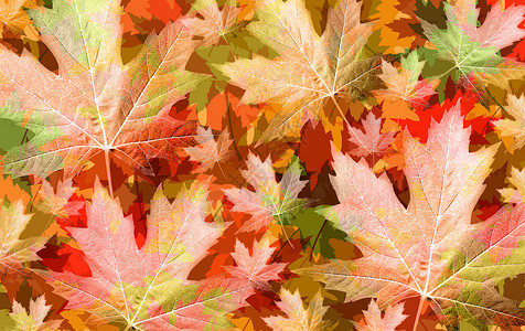 秋叶背景与季节收获的颜色背景与树叶图案图片