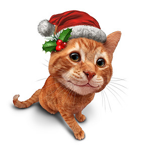可爱的诞猫节日庆祝猫宠物白色的背景,个橙色的塔比猫猫与个微笑的强制透视宠物兽医健康的象征寒假背景图片