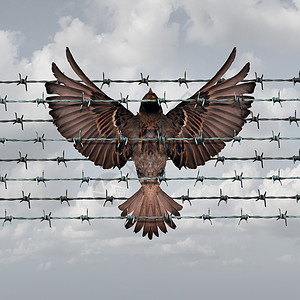 偏光限制自由的限制机会的象征,只鸟捕捉纠缠铁丝网围栏中,挫折的象征背景