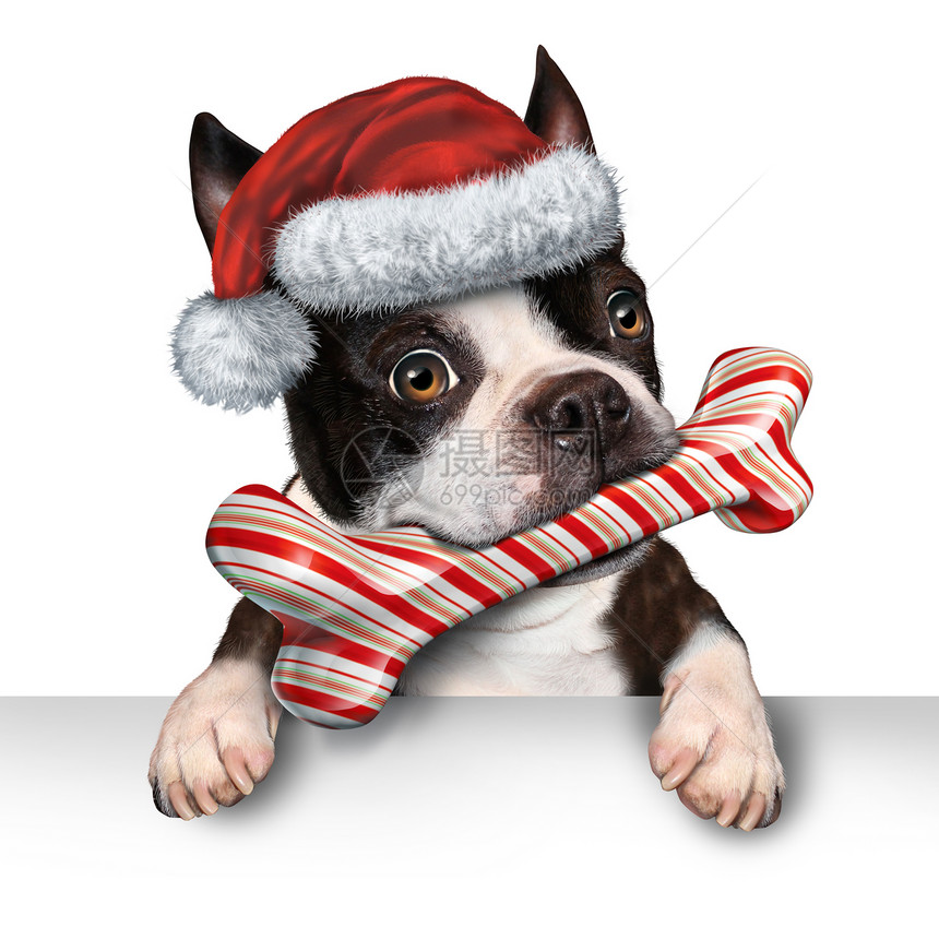 诞假期狗宠物标志兽医节日冬季广告营销信息与只可爱的狗咬进根由糖果拐杖制成的骨头,诞老人帽子挂个水平的白色标语牌上,图片