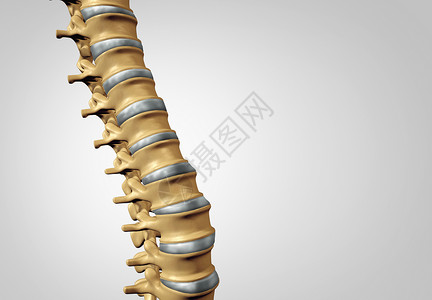 脊柱诊断人类脊柱系统医疗保健解剖符号与骨骼骨结构椎间盘特写图片