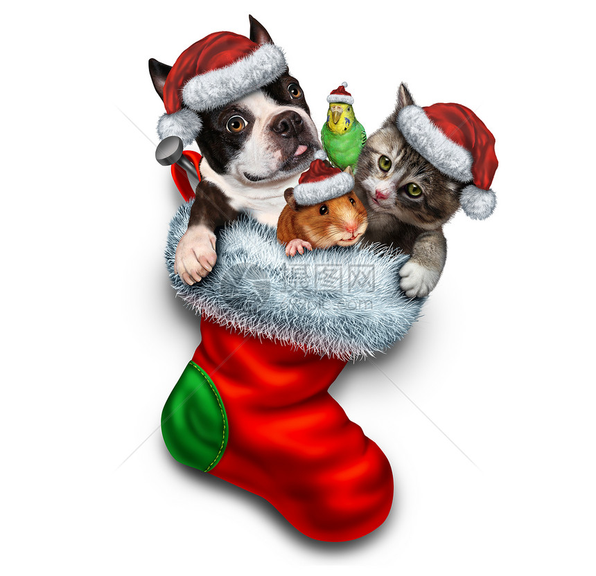 宠物节日袜子诞动物体红色节日袜子兽医宠物商店动物收养寒假个可爱的狗仓鼠鸟猫与的白色背景图片
