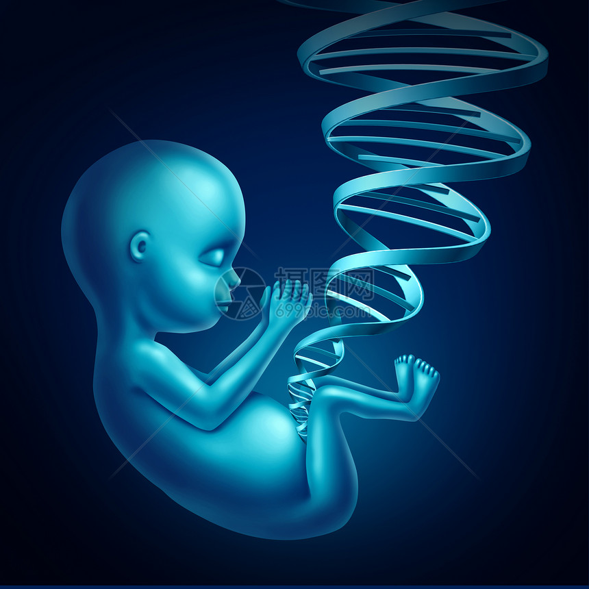 胎儿DNA医学指孕妇体内的个人类未出生的婴儿,其双螺旋链形状为脐带,医学产前基因治疗克隆符号三维插图图片