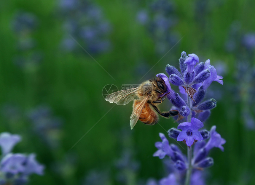 蜜蜂采集花蜜蜜蜂,薰衣草上工作,植物施肥健康园艺农业的自然象征图片