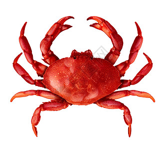 螃蟹隔离白色背景上,新鲜海鲜贝类食物的,个完整的红色外壳甲壳动物,个白色背景上隔离的俯视图背景图片