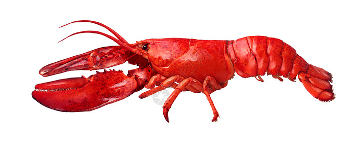 龙虾侧视图隔离白色背景上,新鲜海鲜贝类食品的,个完整的红色壳甲壳动物隔离白色背景上背景图片