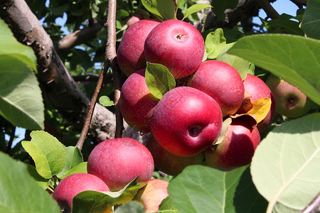 素食主义者慷慨的苹果园的果实簇棵树枝上的簇红色成熟的苹果中,种果园中收获新鲜自然食物的农业收获背景