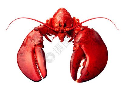 餐正试营业龙虾正视图隔离白色背景上,新鲜海鲜贝类食品的,个完整的红色壳甲壳动物隔离白色背景上背景