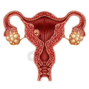 卵巢癌植入人体胚胎成功的妊娠植入子宫个成长的胎儿女身体妇产科符号与三维插图元素背景