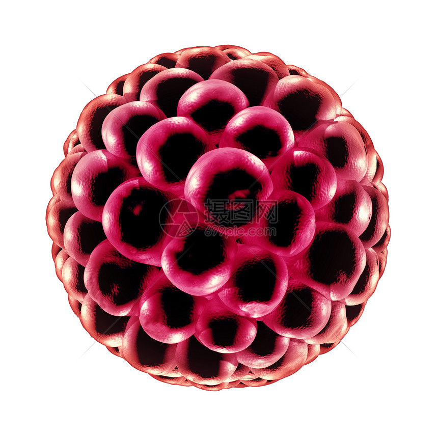 囊胚受精医学生殖细胞分裂图标生殖中解剖生育符号三维插图图片