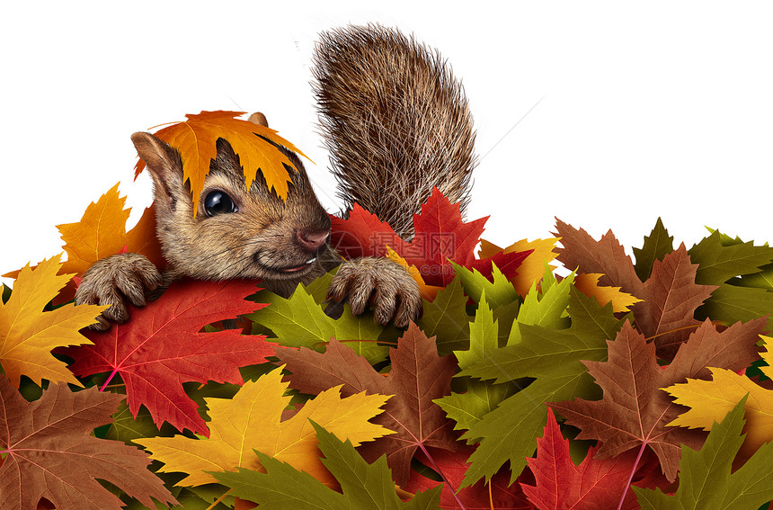 可爱的松鼠堆秋天的树叶里玩耍,就像只嬉戏的啮齿动物,白色的背景上享受户外的隔离图片
