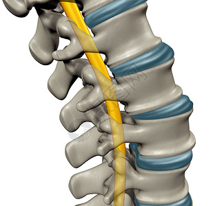 脊柱弯曲脊髓解剖人类中枢神经系统脊柱的医学符号三维插图背景