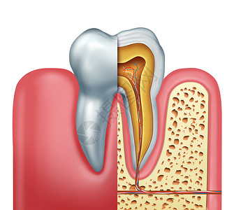 人牙解剖牙科医学磨牙的横截,神经根管符号三维插图背景图片