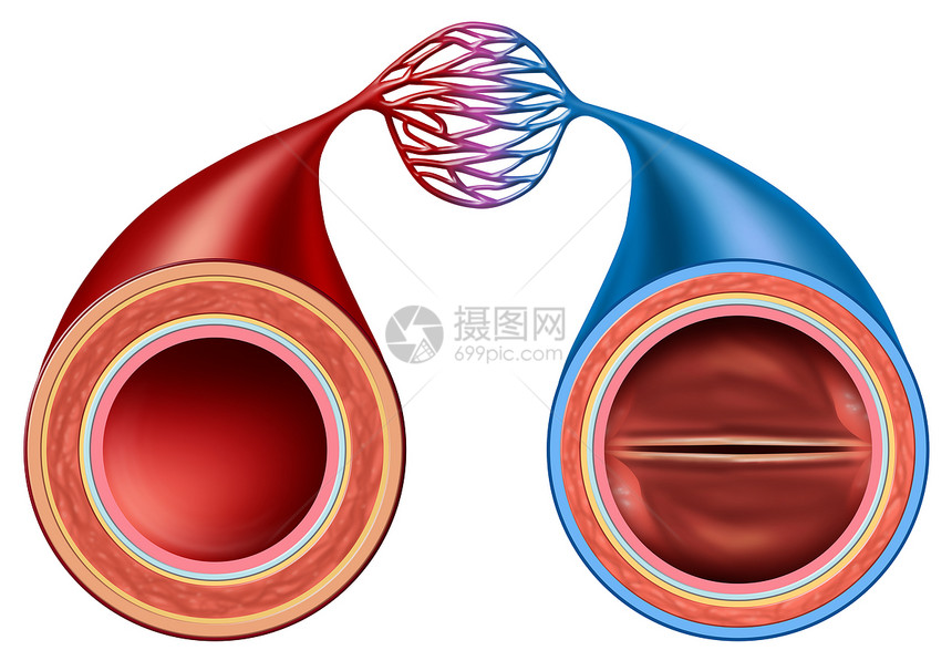 动脉静脉结构比较个人体循环切片与血管解剖密切三维插图风格图片