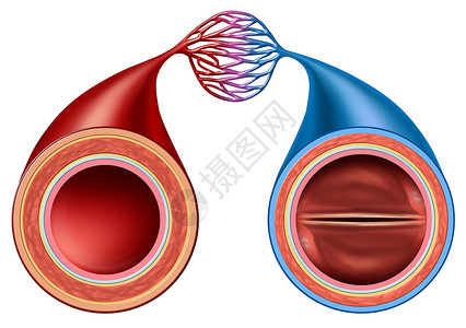 动脉静脉结构比较个人体循环切片与血管解剖密切三维插图风格背景
