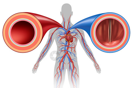 心脏结构动脉静脉结构人体循环的背景