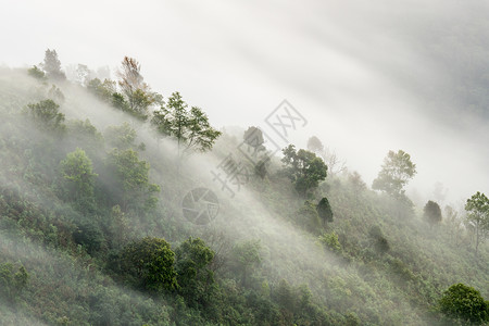 个自然公园的山坡上,雾蒙蒙的山毛榉森林图片