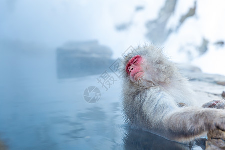 尤丹纳卡日本雪猴猕猴温泉温泉温泉温泉日本中野生岛公园背景