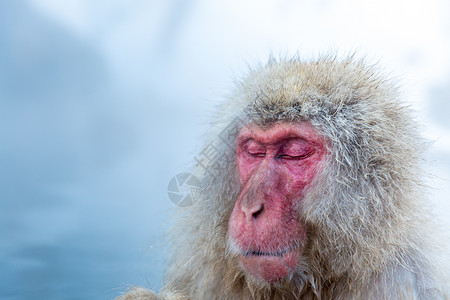 日本雪猴猕猴温泉温泉温泉温泉日本中野生岛公园高清图片