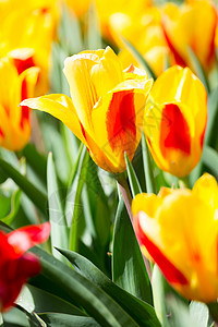新鲜五颜六色的郁金香花,荷兰的Kuekenhof背景图片