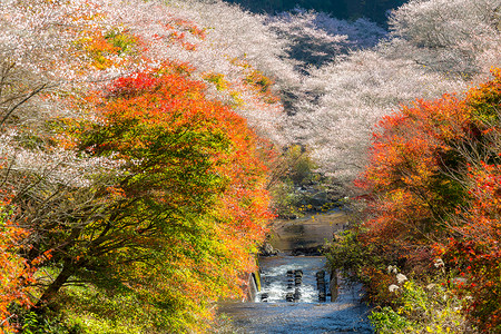 名古屋,奥巴拉秋景与樱花盛开石仓类的樱花春天开次,秋天又开次背景图片