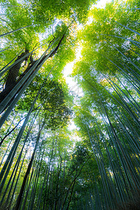 米奇日本京都的阿拉山竹林背景