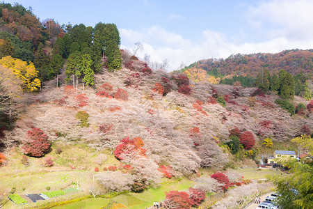 石垣岛城名古屋,奥巴拉秋景与樱花盛开石仓类的樱花春天开次,秋天又开次背景