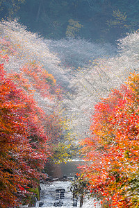 名古屋,奥巴拉秋景与樱花盛开石仓类的樱花春天开次,秋天又开次图片