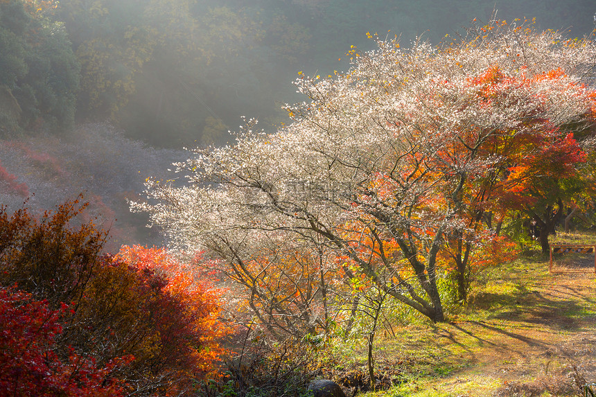 名古屋,奥巴拉秋景与樱花盛开石仓类的樱花春天开次,秋天又开次图片